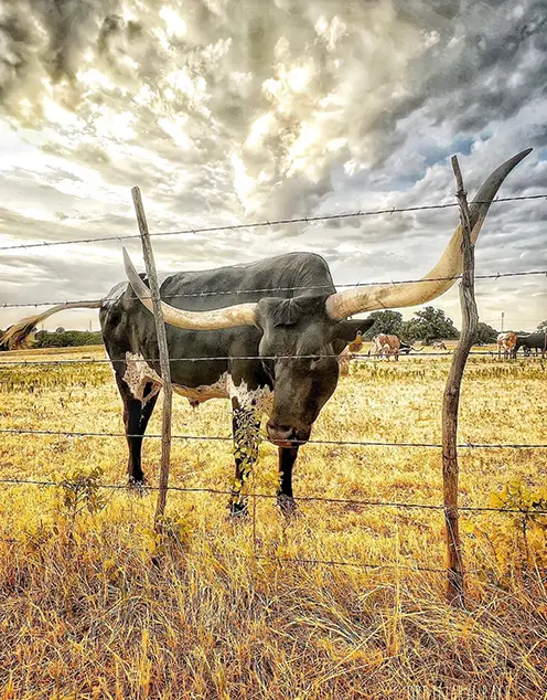 Majestic Texas Longhorn standing behind a barbed wire fence in a golden pasture under a dramatic sky, symbolizing rural heritage and resilience.